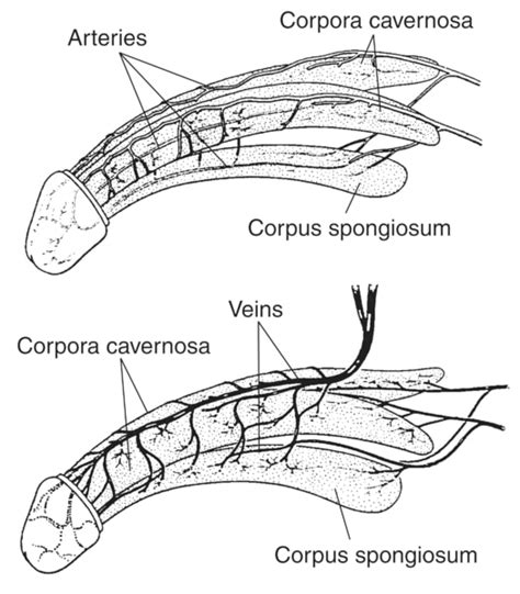 cock picture|Category : Anatomy of the human penis